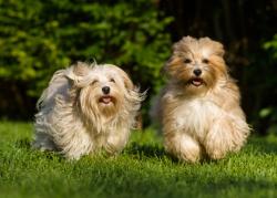 Study reveals safety of long-term daily cannabidiol use in healthy dogs