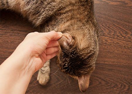 can dogs get ringworm from cats