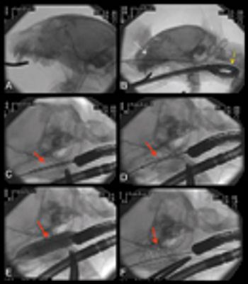 4_veterinary_dvm1011_Berent_FIgure-4-NPS-41312840-611540_t-742265-1384181516722.jpg