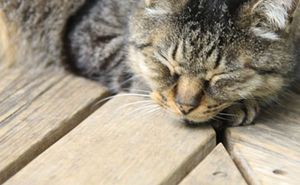 veterinary_cat_sleeping_tabby_450.jpg