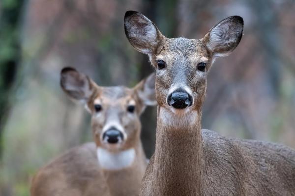 Wisconsin EHD outbreak expands as deer deaths climb and virus detected in dairy cattle