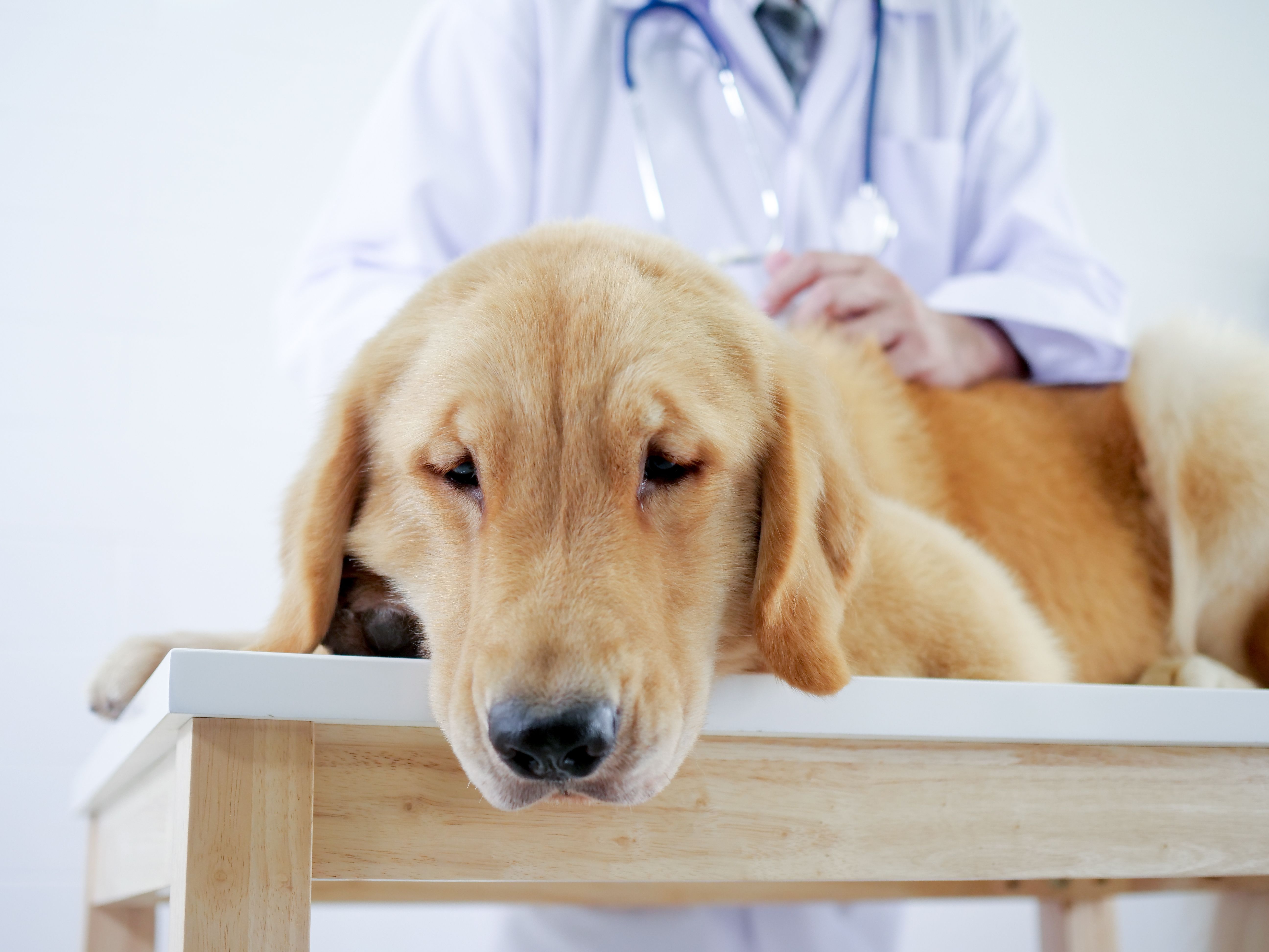 First diagnostic test for canine IBD now available-dvm360