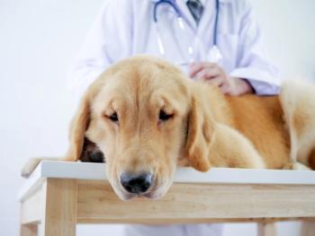 Dog not feeling good with veterinarian