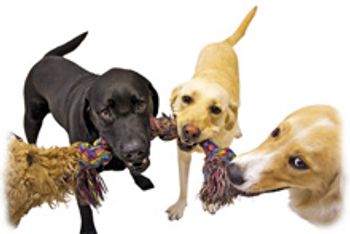 veterinary_Four-dogs-playing-tug-indoors_220px_89764945.jpg