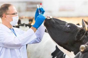 Veterinarian with cattle