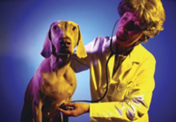 veterinary_dog_checkup-670170-1384318714514.jpg