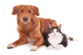 dog and cat