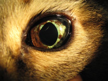 misshapen pupil in cats