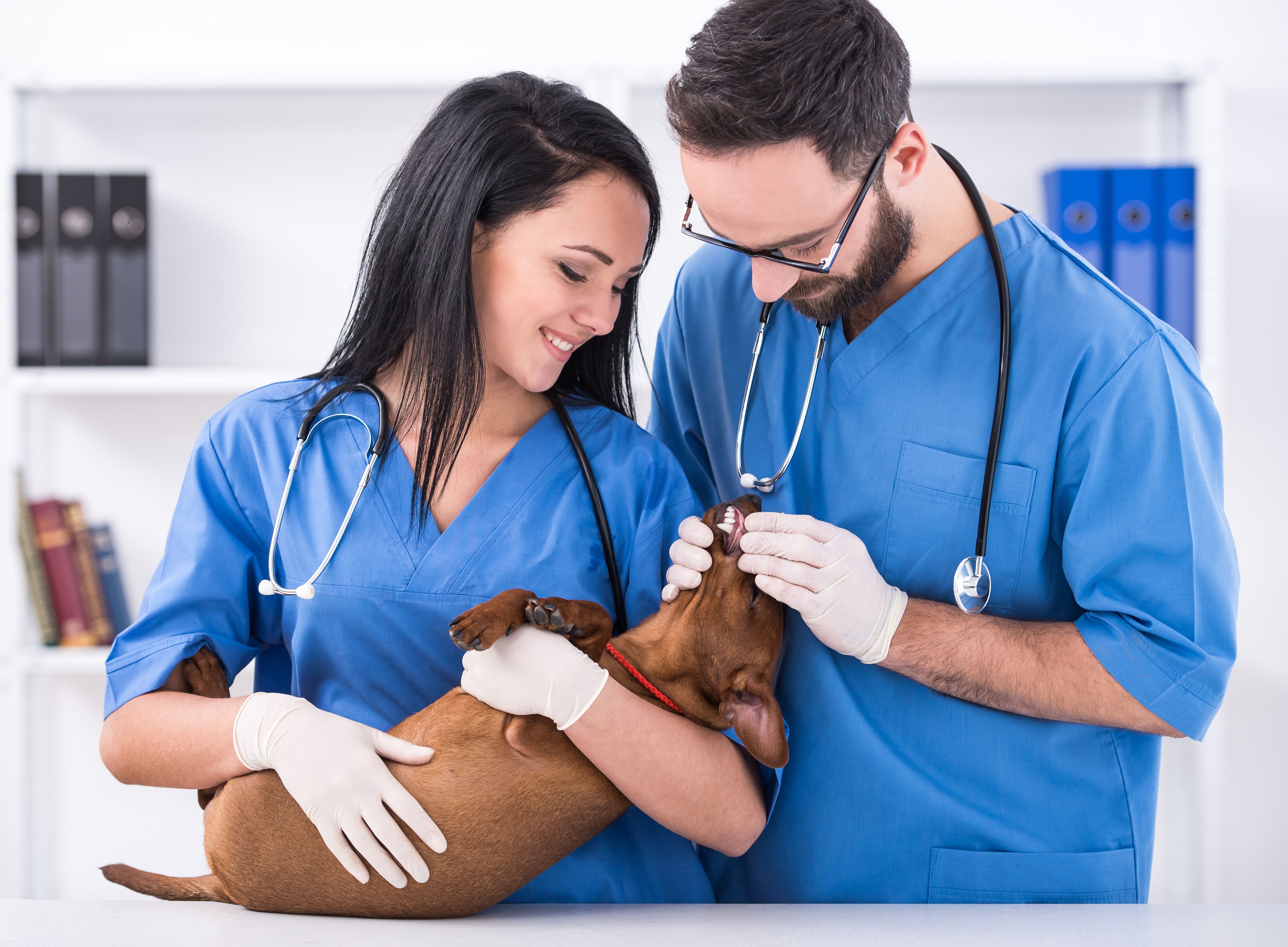 Veterinary technicians embrace their roles Veterinary technicians embrace their roles