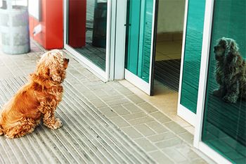 veterinary-dog-waiting-AdobeStock_199939174_450pix.jpg