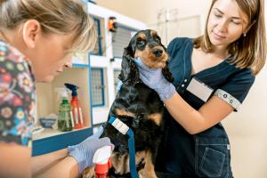 Vet Tech Week
