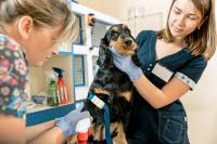 Vet Tech Week