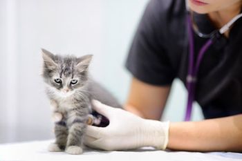 kitten-insurance-450.jpg