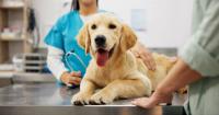 Beyond Pharmaceuticals: Prevention and treatment of osteoarthritis in cats and dogs 