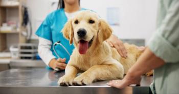 Beyond Pharmaceuticals: Prevention and treatment of osteoarthritis in cats and dogs 