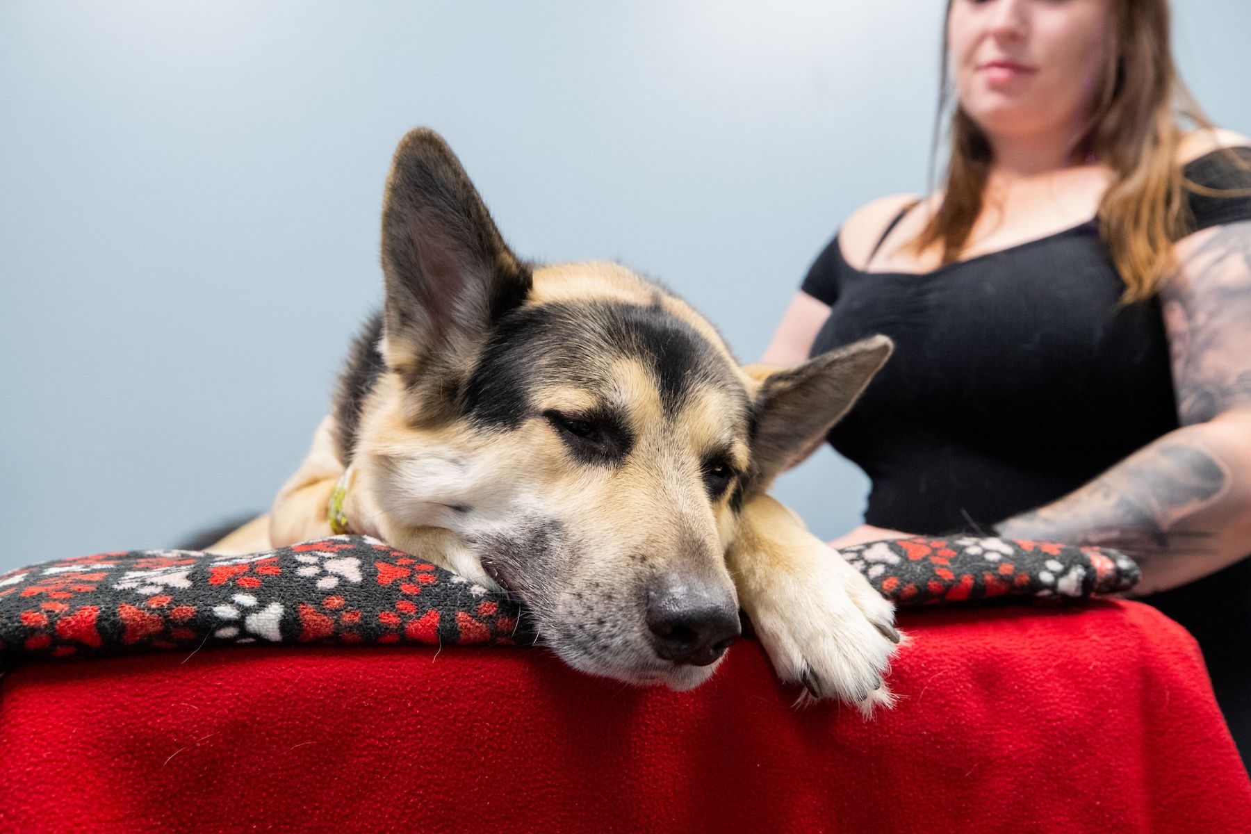 Pet blood donation