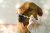 Weekly Vet Report: First clinical use of TMJ arthroscopy in dogs, Lyme-lepto combo vaccine approval, & more