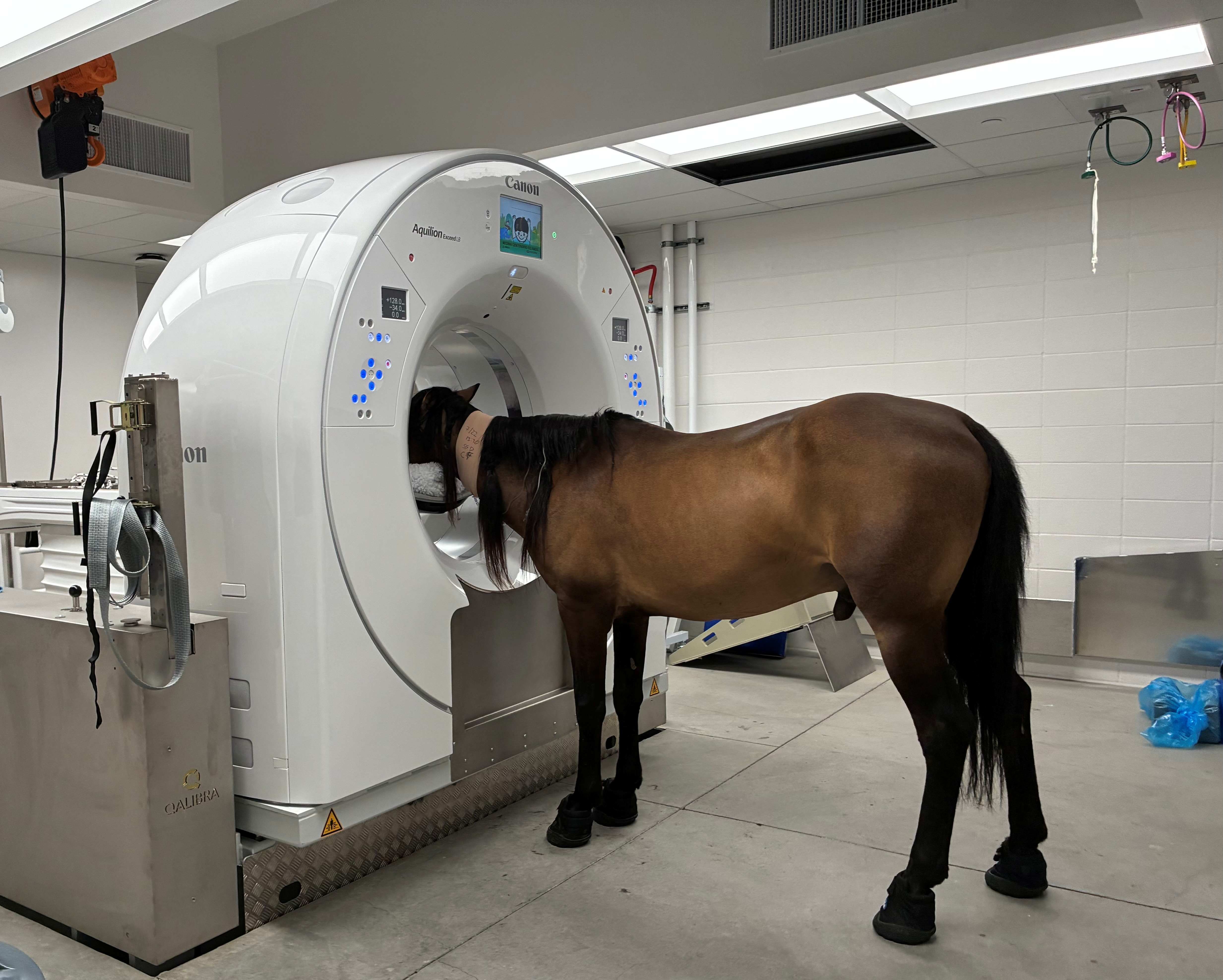 Equine CT Scanner