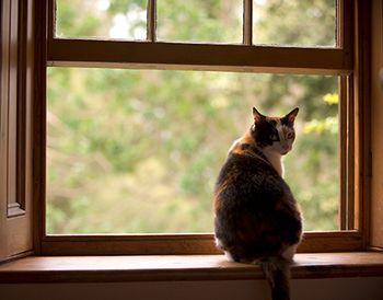 veterinary_cat_open_window_Claudia_Paulussen_AdobeStock_12872510_450.jpg