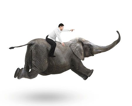 The Importance Of An Elephant And A Rider In Your Veterinary Practice