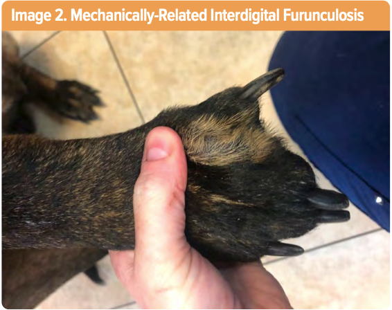 Interdigital furunculosis: medical and surgical options