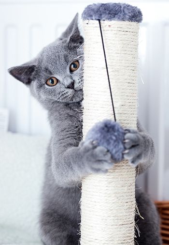 veterinary-cat-stratching-AdobeStock_119823045_main.jpg