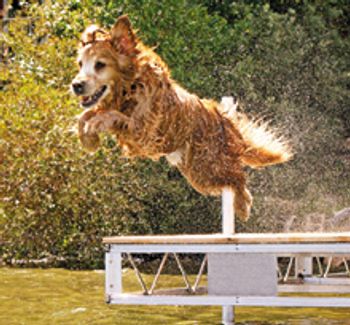 dogleap_220.jpg