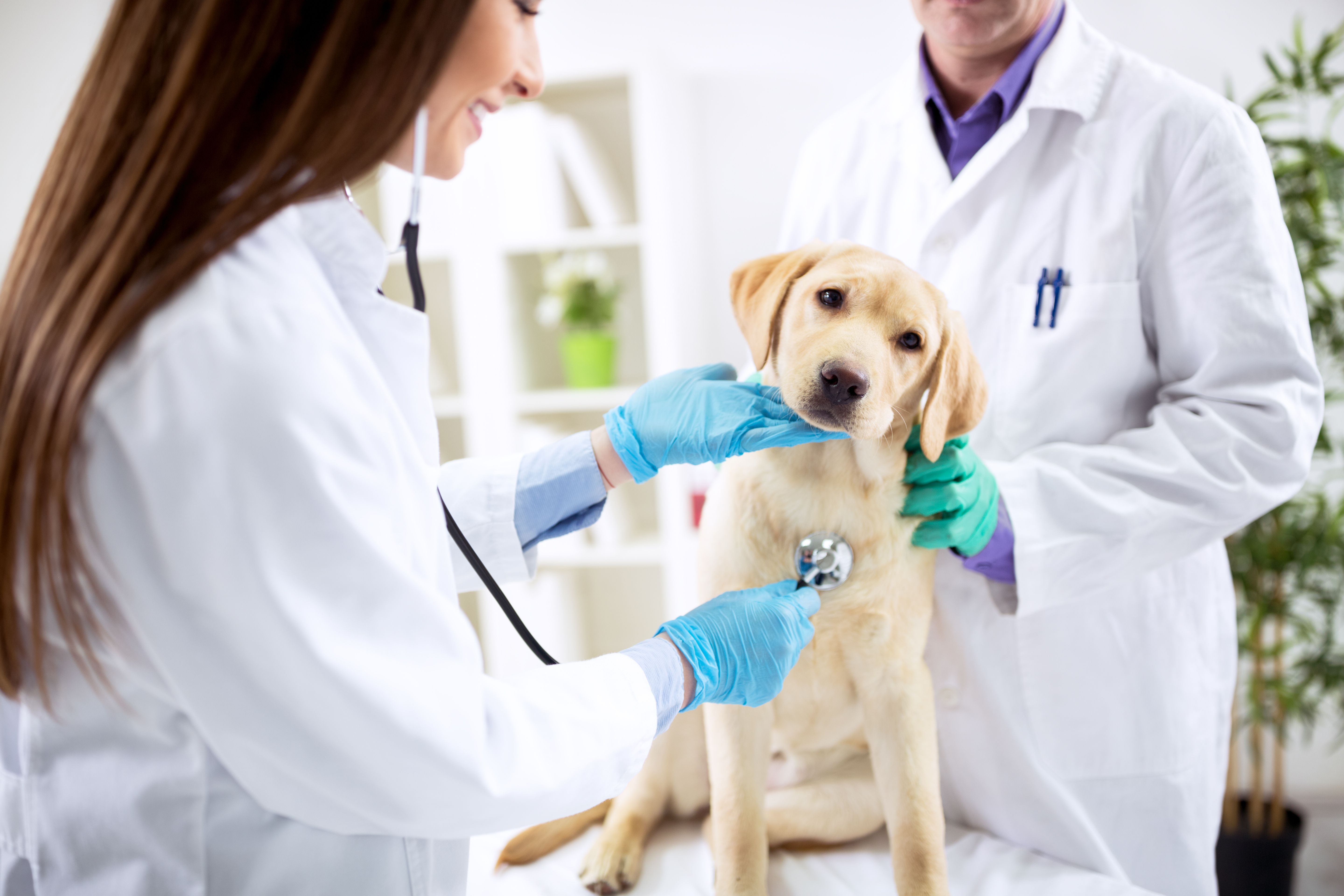 Обследование собак. Ветеринар. Ветеринарная клиника. Животное у ветеринара. Ветеринар с собакой.