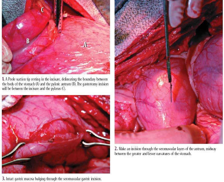 what is dog gastropexy surgery