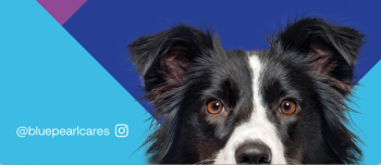 BluePearl veterinary care charity