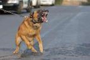 Clarifying Terminology Around Canine Aggression
