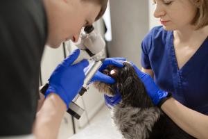 Keeping it simple: An ophthalmologist’s approach to corneal ulcers