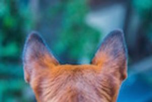ACVP 2017: Key Features of the Middle Ear in Veterinary Species 