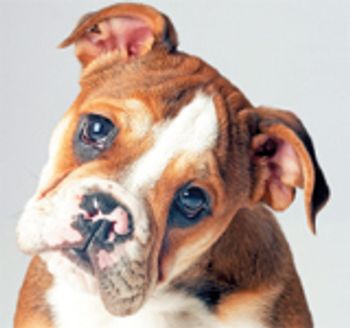 veterinary_english_bulldog_puppy_83987808-779873-1384157950647.jpg