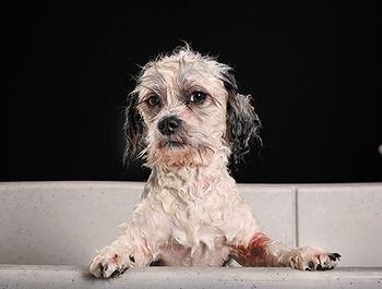 veterinary-dog-Havanese-64835463-450px.jpg
