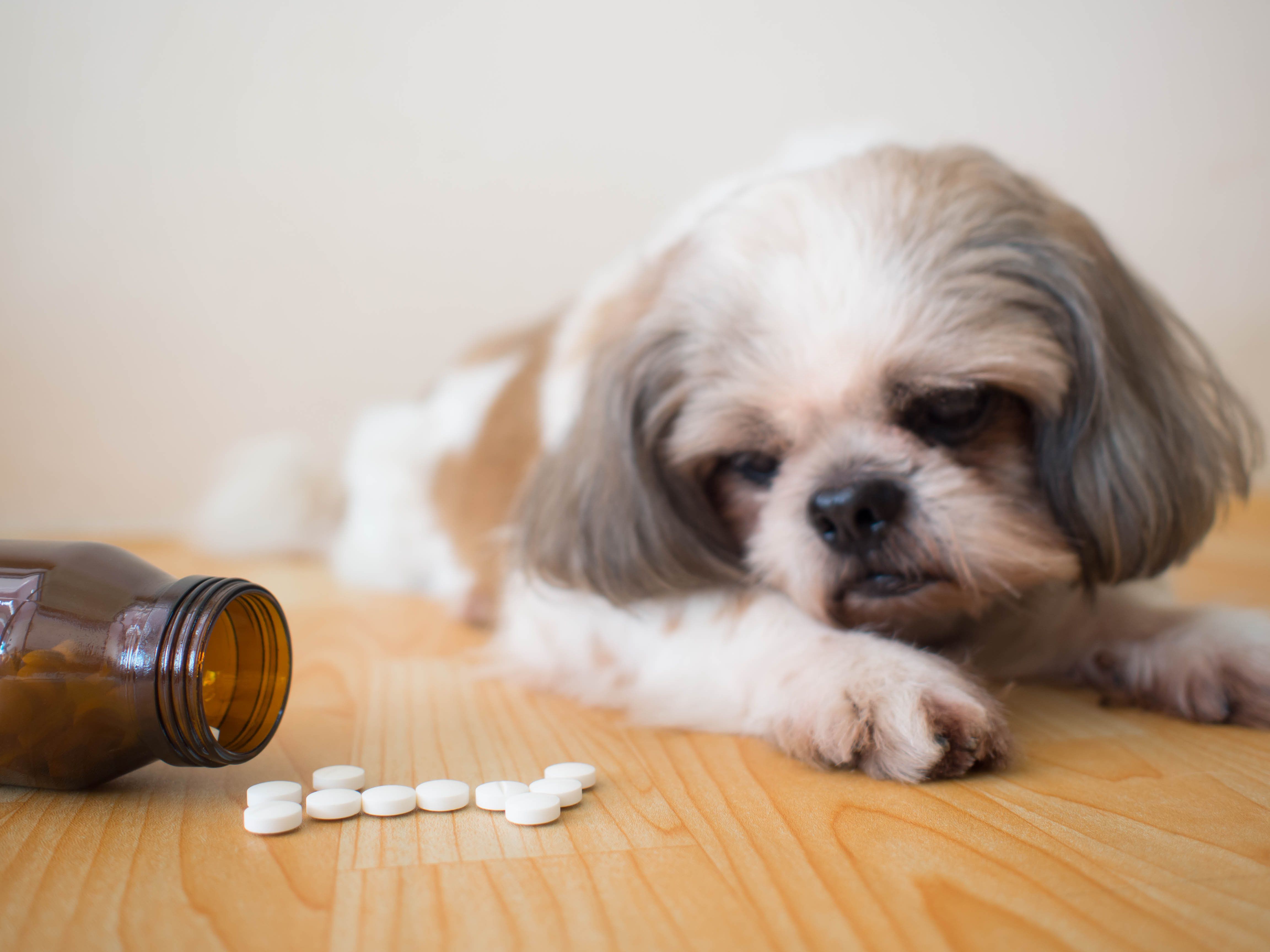 WVC—Opioids in veterinary medicine: panacea and pandemonium