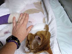 CatPainPhotoC250x188-676788-1404228257526.jpg