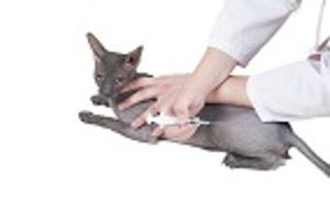 Anti-Nerve Growth Factor Antibody Improves Mobility in Cats with Degenerative Joint Disease