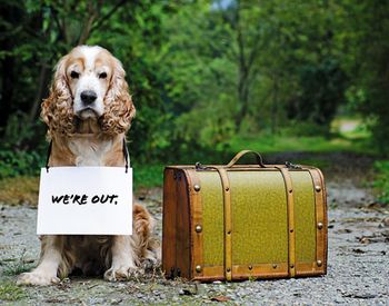 dog_we_re_out_136122586.jpg
