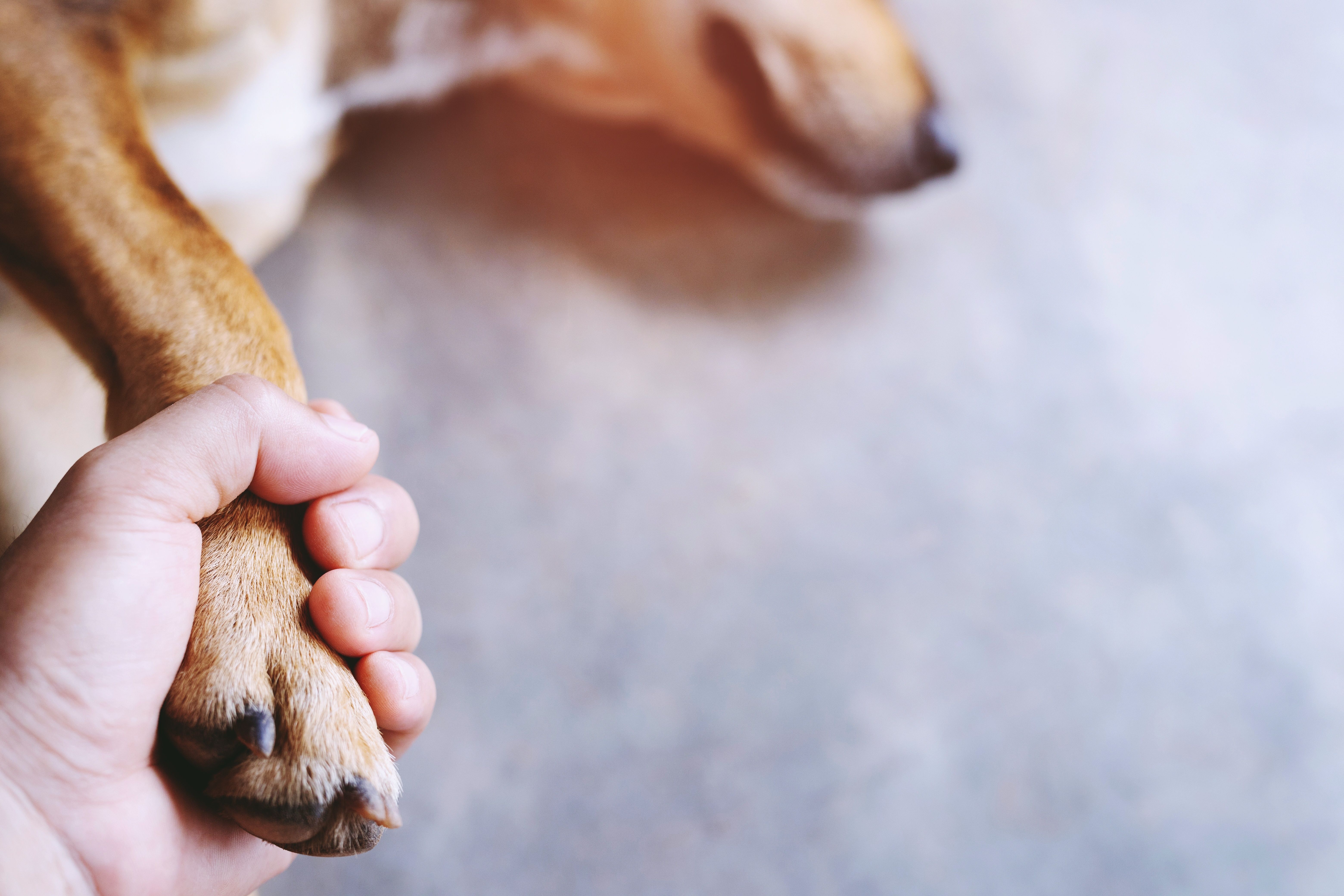Disenfranchised grief: Why pet owners aren't allowed to mourn