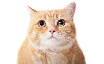 veterinary_cat_166273308-450.jpg