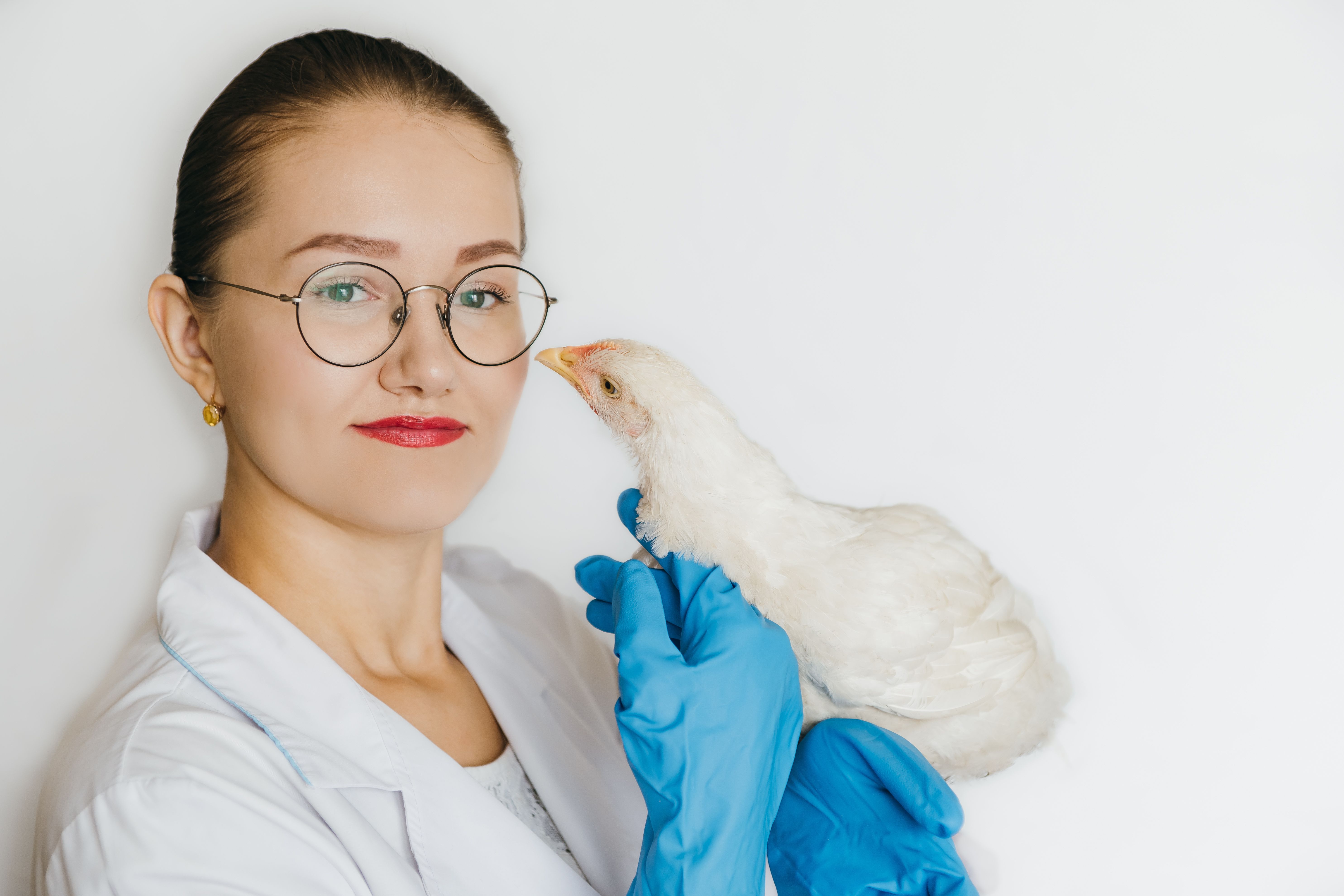 veterinarian with chicken 
