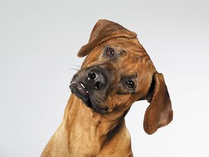 veterinary-cute-dog-is-tilting-head-funny-the-dog-breed-450px-shutterstock-490256413.jpg