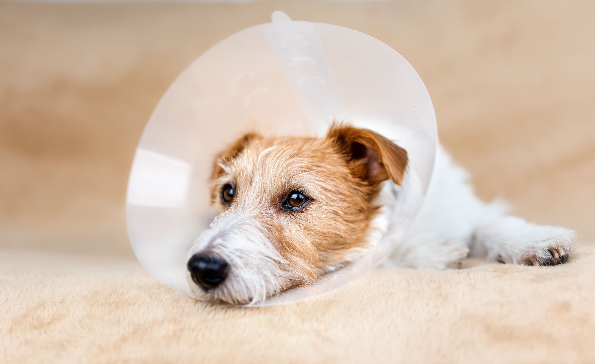 Postoperative dog