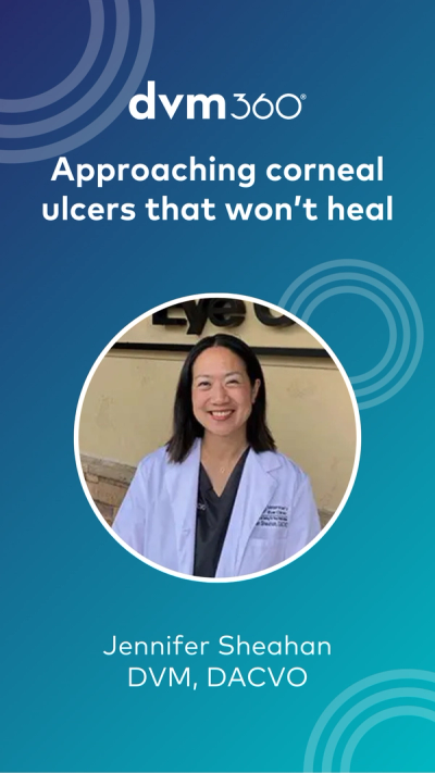Approaching corneal ulcers that won’t heal