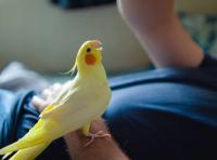 Q&A: How veterinarians can recognize and manage common parrot behavior problems