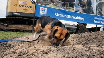 Hill_s_dog-body.jpg