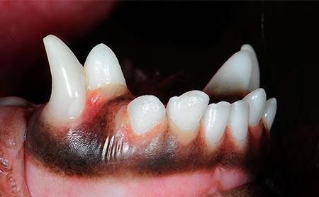 The Abcs Of Veterinary Dentistry R Is For Retained Primary Deciduous Teeth