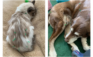 Acupuncture therapy in pets