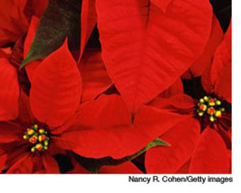 veterinary_poinsettia_wd-567457-1384602732209.jpg